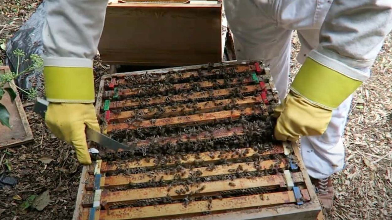 Human and Bee Interaction