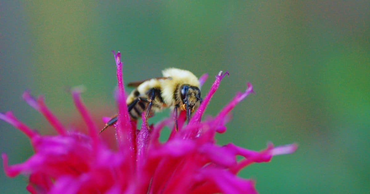 Honey Bee on Bee Balm 