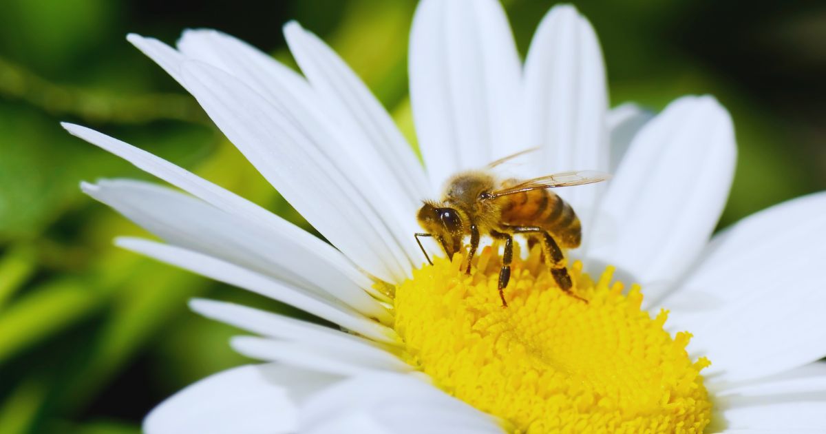 urban floral biodiversity