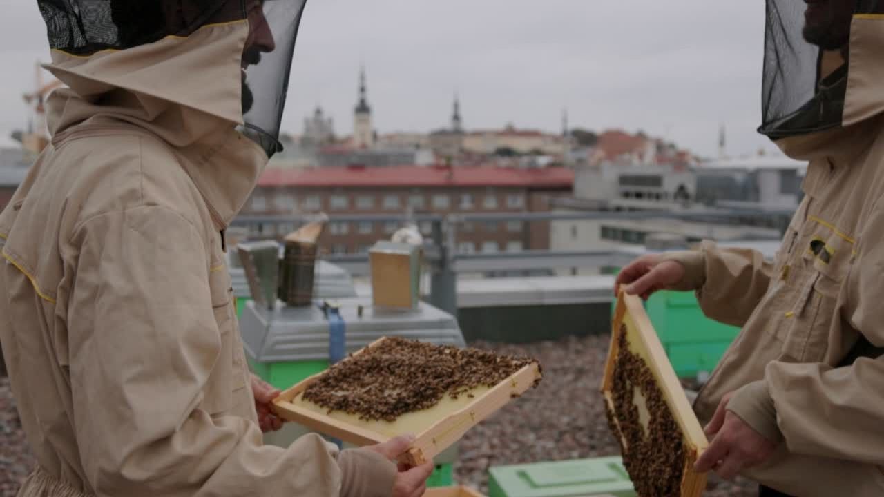 Beekeepers managing bee hives on a roof top