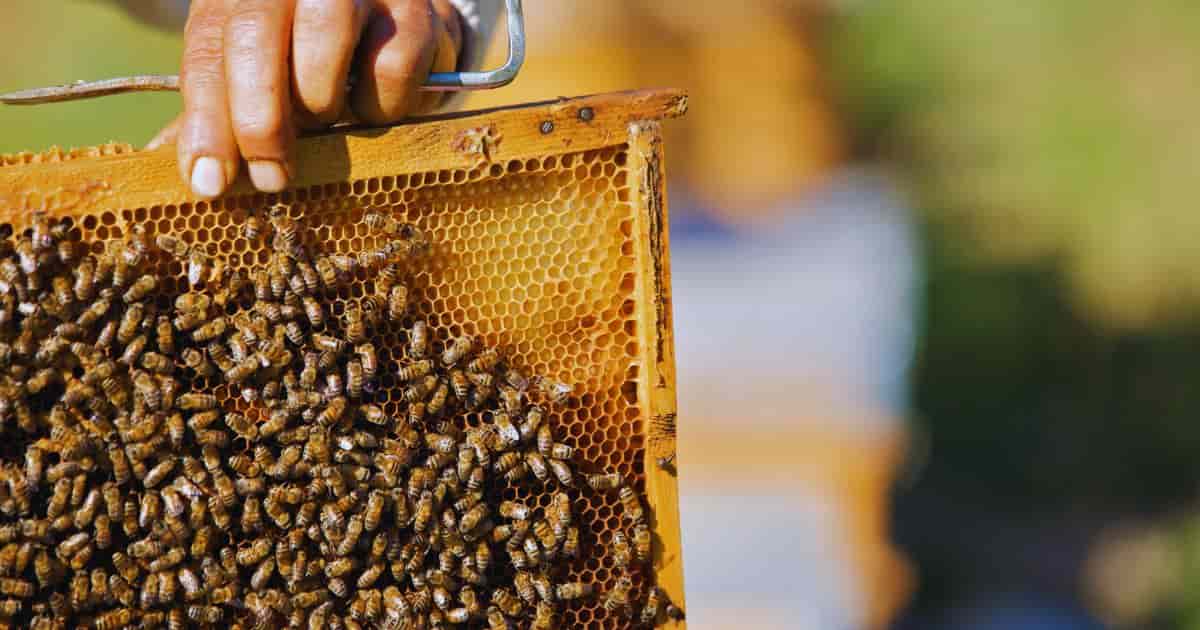 Maintaining healthy bee populations is crucial for sustainable urban beekeeping