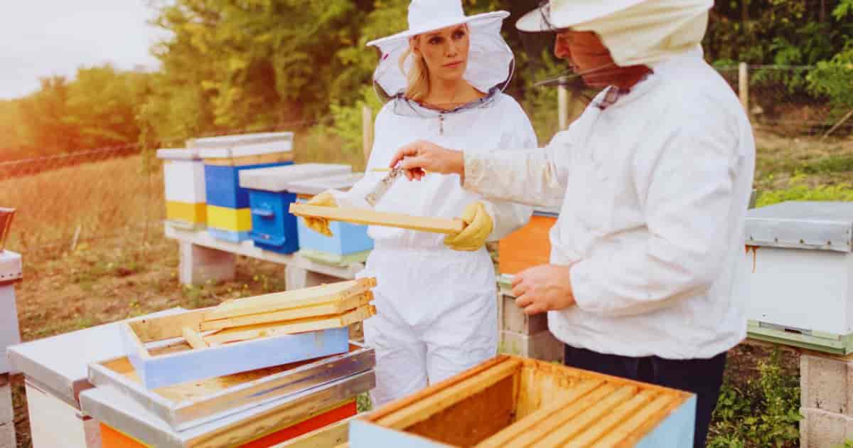 urban beekeepers can sustain constructive relationships with their neighbors