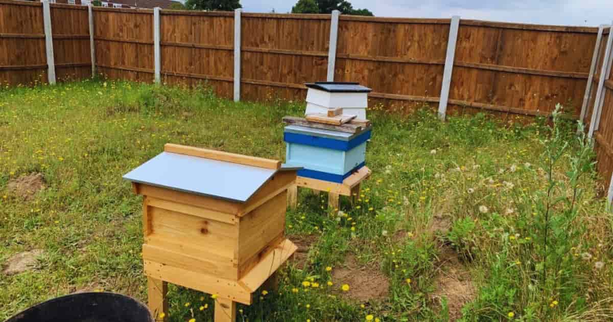 high fences around the apiary can prevent issues with neighbors by forces the bees to fly upwards