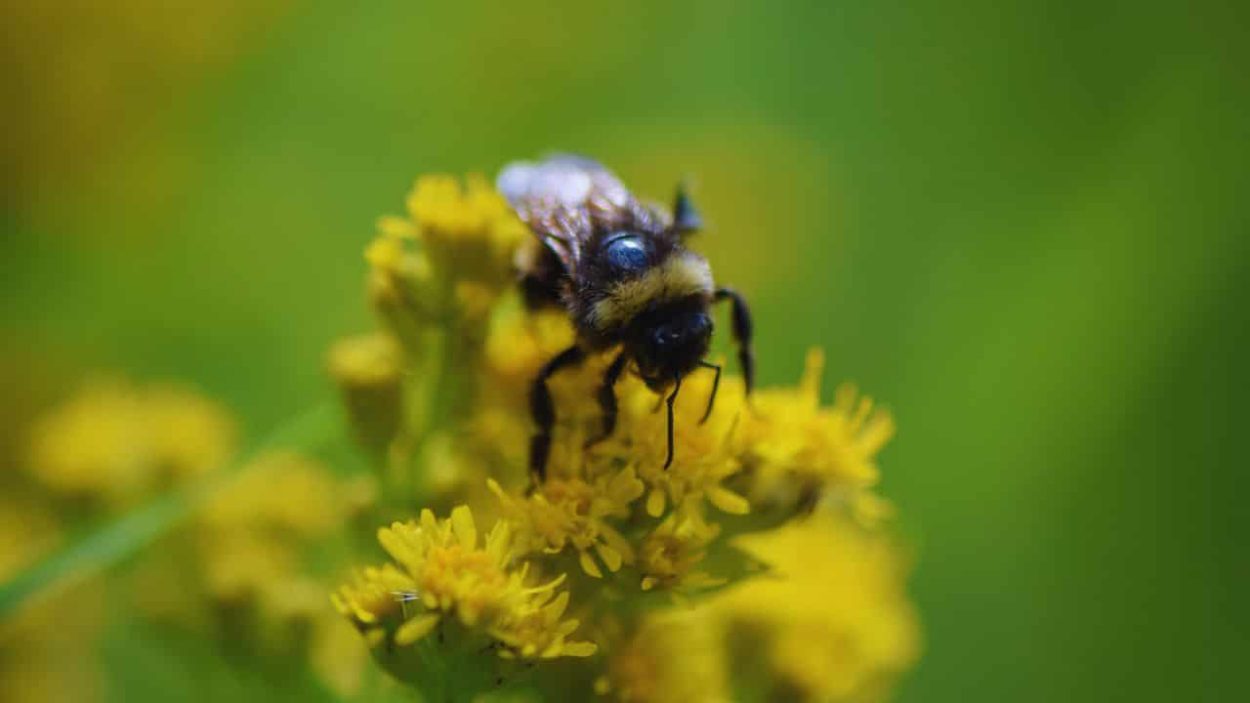 improving local biodiversity.