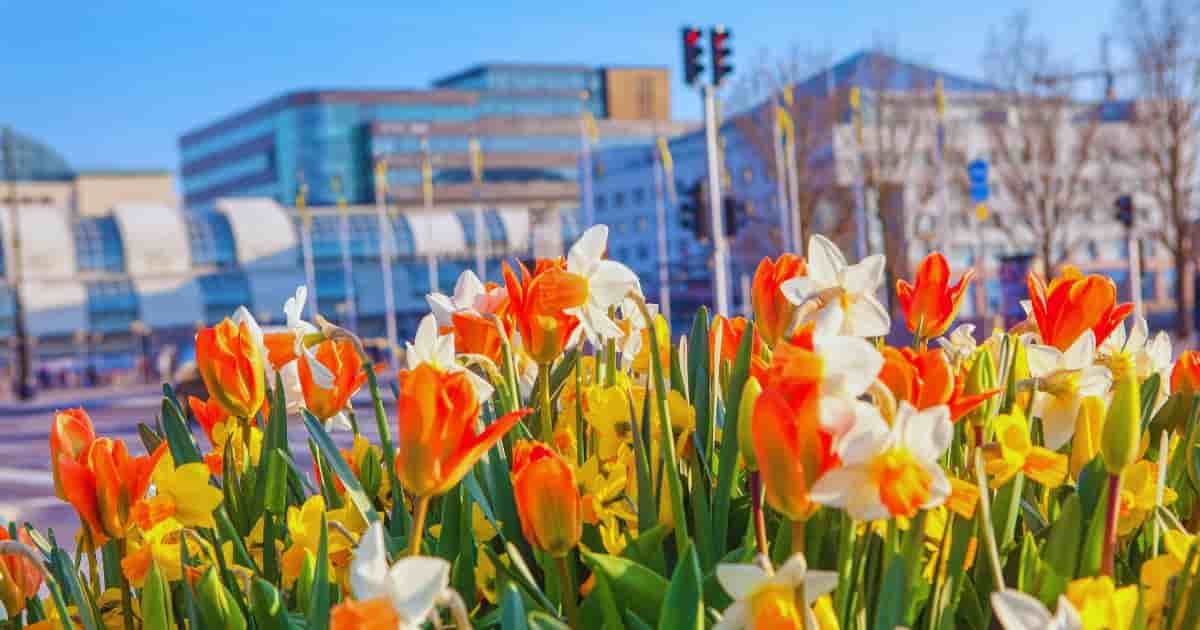 city flowers for beekeeping