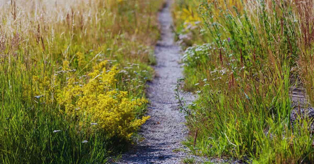 Native flowers and plants for pollinator corridor