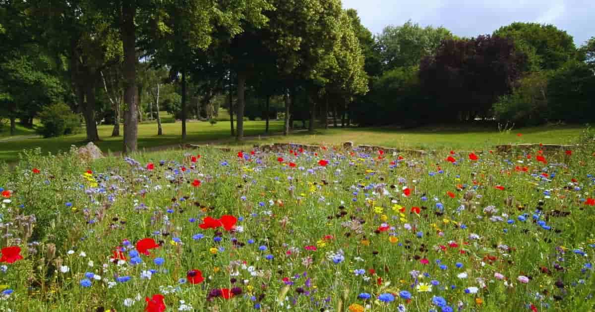 Choose native plants for a pollinator corridor